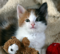 kitten3