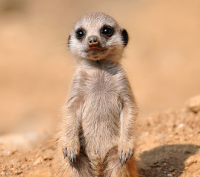 meerkat